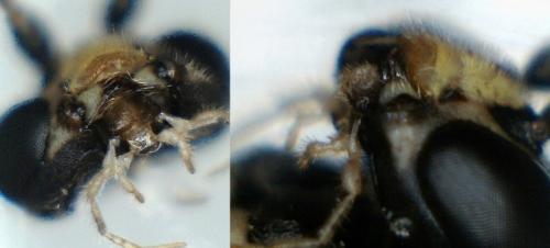 Ctenopelmatinae